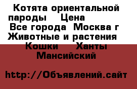 Котята ориентальной пароды  › Цена ­ 12 000 - Все города, Москва г. Животные и растения » Кошки   . Ханты-Мансийский